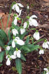 Galanthus plicatus