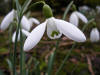 galanthus regiae-olgae Vernalis