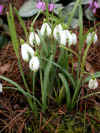Galanthus Scharlockii