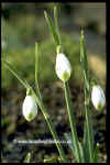 galanthus viridapices