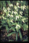 Galanthus Warham