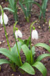 Galanthus Allenii