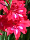 Gladiolus Robinetta