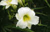 Hemerocallis Gentle Shepherd
