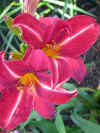 Hemerocallis Aztec