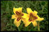 Hemerocallis Bonanza