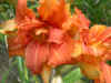 hemerocallis variegata