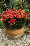 Lilium Crimson Pixie