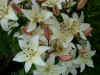 Lilium Ivory Pixie