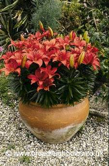 Dwarf Lilly