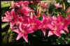 Lilium Cote d'Azure