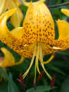 lilium leichtlinii