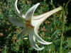 lilium pricei