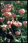 Lilium martagon