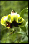 Lilium nepalense