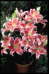 Lilium Star Gazer