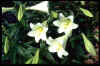 Lilium White American