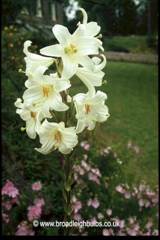 Photo lilium candidum