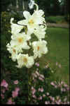 Lilium Candidum