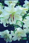 Lilium Casablanca