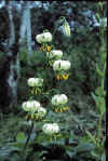Lilium martagon album