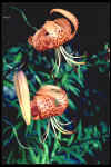 Lilium lancifolium