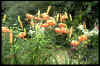 Lilium lancifolium