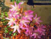 Amaryllis belladonna