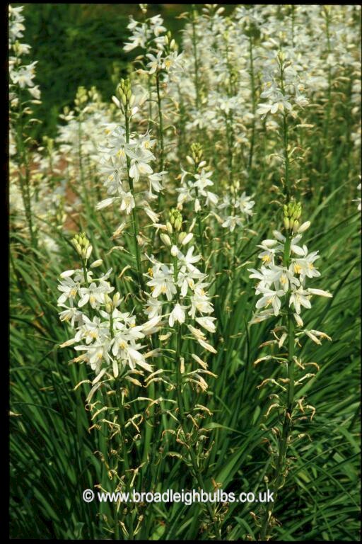 Anthericum liliago