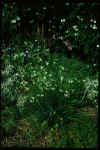 Anthericum ramosum plumosum