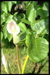 Arisaema candidissimum