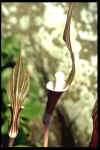 Arisaema sikokianum