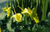 Arum creticum