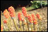 ITALICUM MARMORATUM (pictum)