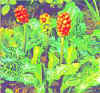 Arum italicum 'Marmoratum'