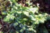 Arum italicum 'Marmoratum'