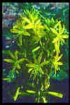 Asphodeline lutea