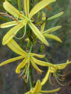 Asphodoline Liburnica