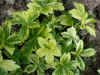 Astrantia major 'Sunningdale'
