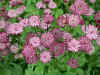 Astrantia Hadspen Blood