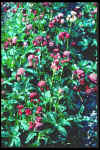 Astrantia major 'Laars'