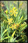 Belamcanda chinensis
