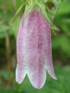 Campanula Elizabeth