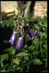 Campanula Kent Belle