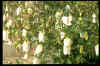 Campanula takesimana