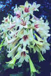 Cardiocrinum giganteum