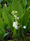 convallaria.JPG (57693 bytes)