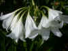 crinum powellii Alba
