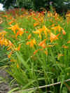 Crocosmia Canary Bird