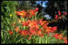 �Crocosmia Constance